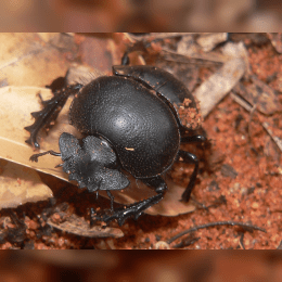 Dung Beetle image