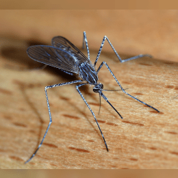 Mosquito image