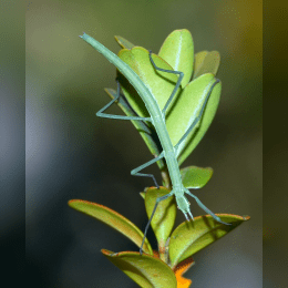 Walking Stick image