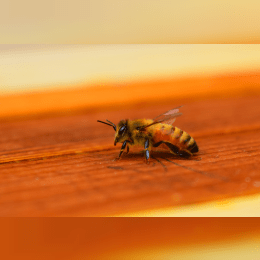 Honey Bee image