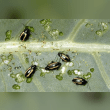 Flea Beetle Reviews | RateItAll