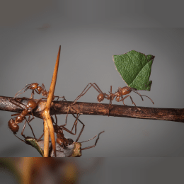 Leafcutter Ant image