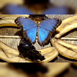 Blue Morpho Butterfly image