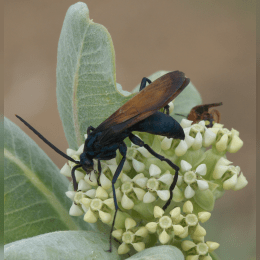 Tarantula Hawk image