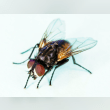 Housefly Reviews | RateItAll