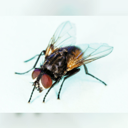 Housefly image