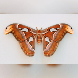 Atlas Moth image