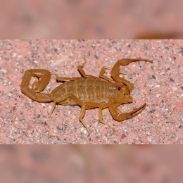 Bark Scorpion image