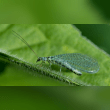 Green Lacewing Reviews | RateItAll