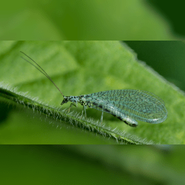 Green Lacewing image