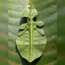 Walking Leaf image