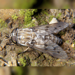 Horsefly image