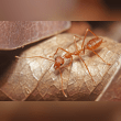 Weaver Ant Reviews | RateItAll