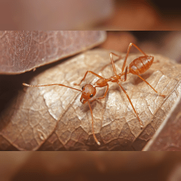 Weaver Ant image