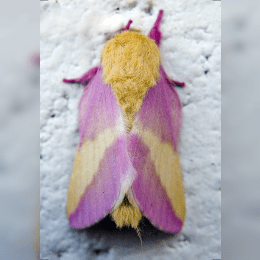 Rosy Maple Moth image