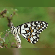 Citrus Swallowtail Butterfly Reviews | RateItAll