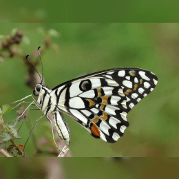 Citrus Swallowtail Butterfly image