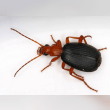 Bombardier Beetle Reviews | RateItAll