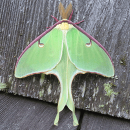 Luna Moth image