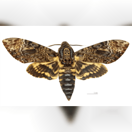 Death's-head Hawkmoth image