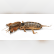 Mole Cricket Reviews | RateItAll