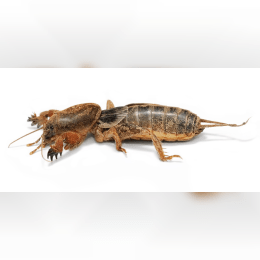 Mole Cricket image