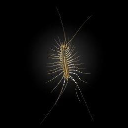 House Centipede image