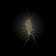 House Centipede Reviews | RateItAll