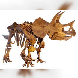 Triceratops image