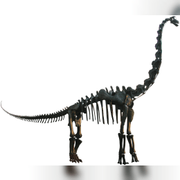 Brachiosaurus image