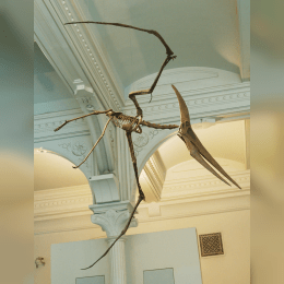 Pteranodon image
