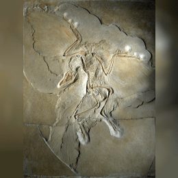 Archaeopteryx image