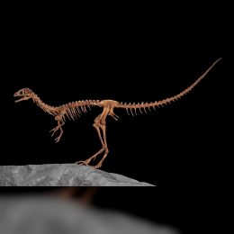 Compsognathus image