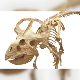 Protoceratops image