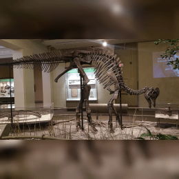 Corythosaurus image