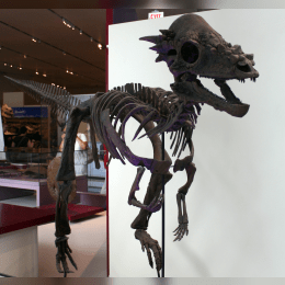 Pachycephalosaurus image