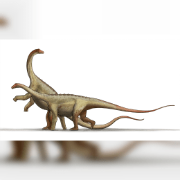 Saltasaurus image