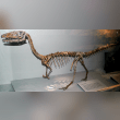 Coelophysis Reviews | RateItAll