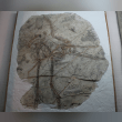 Protarchaeopteryx Reviews | RateItAll