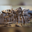 Tyrannosaurus Reviews | RateItAll