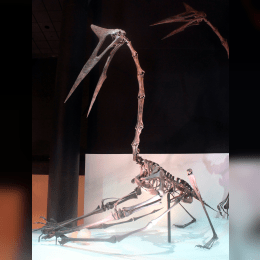 Quetzalcoatlus image