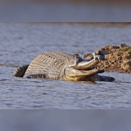 Gharial image