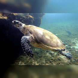 Hawksbill Turtle image