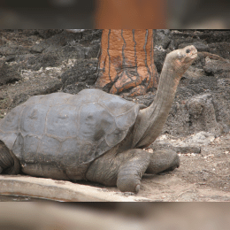 Pinta Island Tortoise image