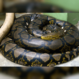 Reticulated Python image