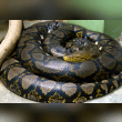 Reticulated Python Reviews | RateItAll