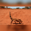 Thorny Devil Reviews | RateItAll