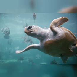 Loggerhead Turtle image