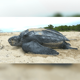 Leatherback Turtle image