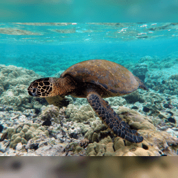 Green Sea Turtle image